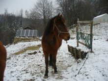 kobylka a žrebec/predaj