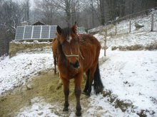 kobylka a žrebec/predaj