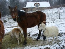 kobylka a žrebec/predaj