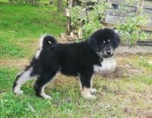 TIBETSKÁ  DOGA s rodokmeňom