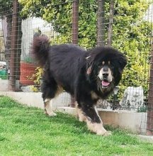 TIBETSKÁ  DOGA s rodokmeňom