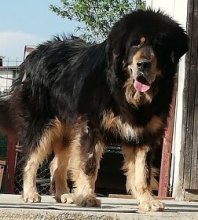 TIBETSKÁ  DOGA s rodokmeňom