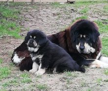 TIBETSKÁ  DOGA s rodokmeňom