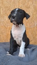 Americky stafordshirsky terier,Amstaff