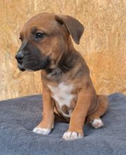 Americky stafordshirsky terier,Amstaff