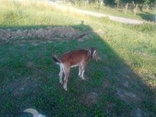 Anglonubijske kozliatka