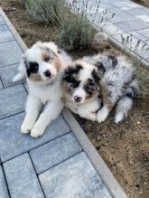 Austrálsky ovčiak - Šteniatka Blue merle - chlapci