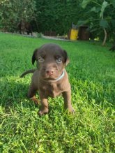 Čokoládový Labrador