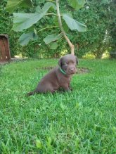 Čokoládový Labrador