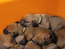 Prodám štěňátka rhodéského ridgebacka