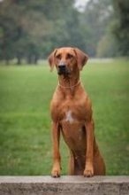 Prodám štěňátka rhodéského ridgebacka