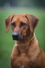 Prodám štěňátka rhodéského ridgebacka