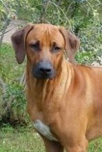 Prodám štěňátka rhodéského ridgebacka