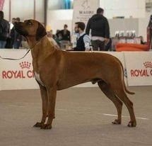 Prodám štěňátka rhodéského ridgebacka