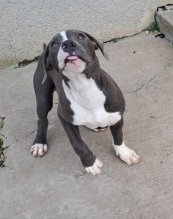American bully XL s PP