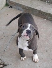 American bully XL s PP