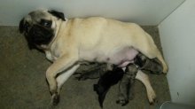 Mops-dospelá sučka