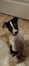 Predám šteniatka Jack russell terier