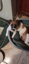 Predám šteniatka Jack russell terier