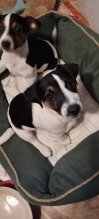 Predám šteniatka Jack russell terier