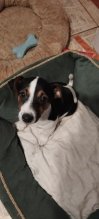 Predám šteniatka Jack russell terier