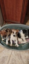 Predám šteniatka Jack russell terier