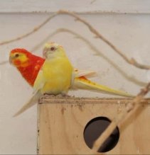 Odcervenie S76 od chovateľa