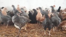 13-15 týždňové vakcínované Nosnice.