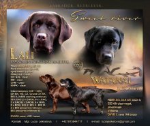 Labrador retriever šteniatka s PP