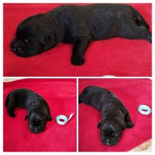 Labrador retriever šteniatka s PP