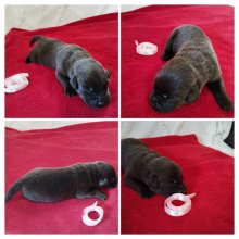 Labrador retriever šteniatka s PP