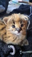 Výnimočný vrh mačiatok Serval a Savannah the carac