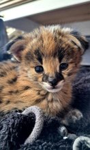 Výnimočný vrh mačiatok Serval a Savannah the carac