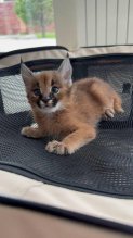 Výnimočný vrh mačiatok Serval a Savannah the carac