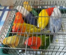 AGAPORNIS FISCHER MUTÁCIA