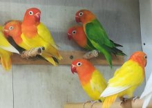AGAPORNIS FISCHER MUTÁCIA