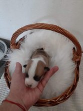 Welsh corgi pembroke