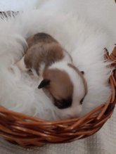 Welsh corgi pembroke