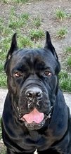 Cane corso