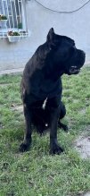 Cane corso