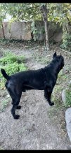 Cane corso