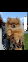 Pomerian mini