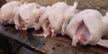 Ponúkam na predaj Jatočne Morky a Moriakov
