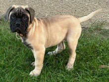 šteniatka bullmastiff