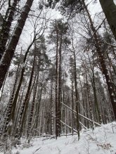 Borovicová guľatina