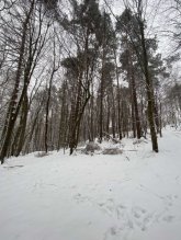Borovicová guľatina