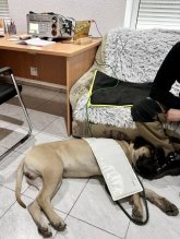 Biorezonancia pre zvierata