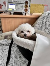 Bioresonanz für Tiere /Hunde, Katzen/