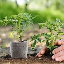 Sáčky na sadenice - planty - 25 kus