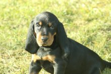 Predám šteniatko - sučku Black and Tan Coonhounda